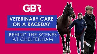 Veterinary Raceday Care | Behind the Scenes at Cheltenham
