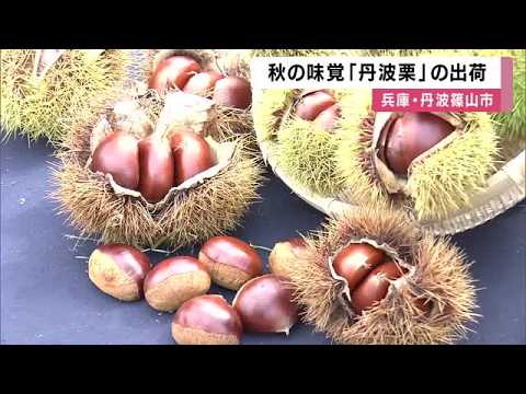 Harvest of "Top-Grade" Tanba Chestnuts Begins: Used in Luxury Confections; Despite a One-Week Del...
