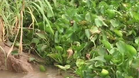 Điểm câu cá lý tưởng vào mùa nước - Điểm câu cá Cần Thơ