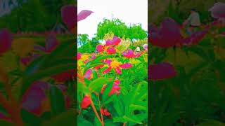 Beautiful Korean Landscape Story Part 2.