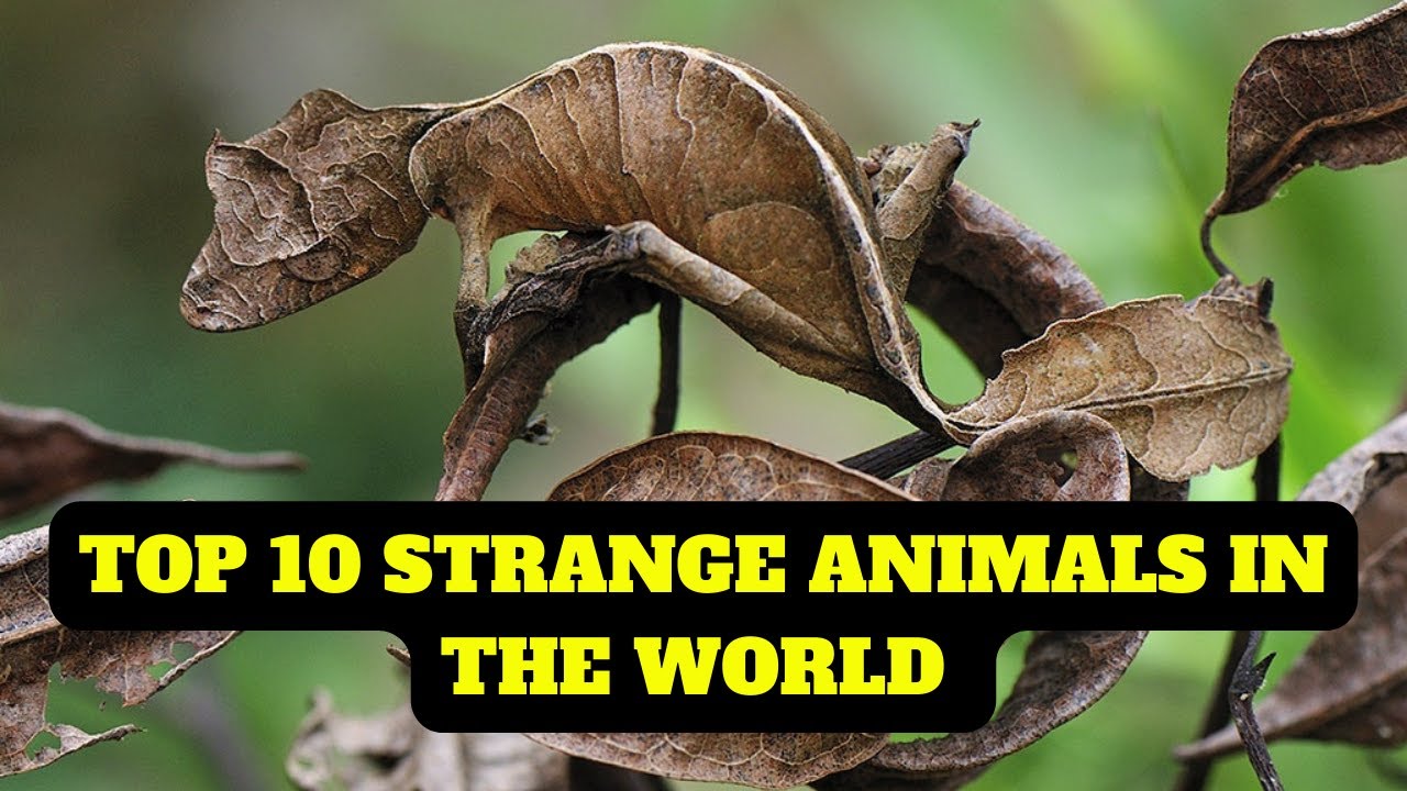 Top 10 strange animals in the world - YouTube