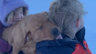Jim Bean our extra patient kid-proof fox RED LAB puppy by Wild Country Ranch 1,343 views 2 months ago 2 minutes, 17 seconds