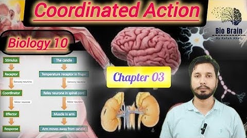 Coordinated Action | Coordination ka Amal | Class 10th Bio | Animated Lecture @BioBrain_by_rafahkhan