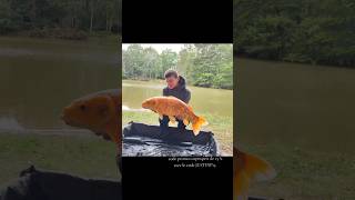 une magnifique journée 🥰 #carp #carpfishing #fishing #carpexpert #fish #fishinglife #angling #lake