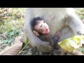 Life of monkeys - Ep41, monkey finding lice, monkey eating lice, monkey ...