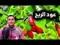 ماهو عود الريح العجيب الا تم استخدامة فى العصور القديمة عود الريح الذهبى ماهو عود الريح العجيب الا تم استخدامة فى العصور القديمة عود الريح الذهبى