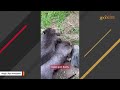 This woman raised a wombat after he lost his mom