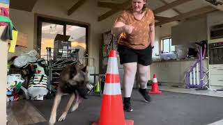 Todd my Belgian Malinois  Do More With Your Dog  Intermediate Trick Title