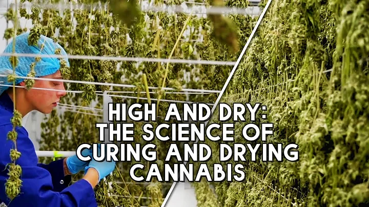 Why Drying & Curing is the Most Important Part of Growing Great Cannabis