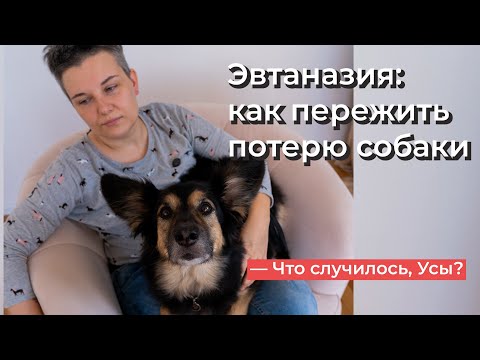 Что случилось, Усы? Эвтаназия: как пережить потерю собаки