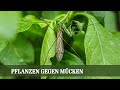 Pflanzen gegen Mücken, Fruchtfall an der Indianerbanane und Tipps zur Vinca - Folge #13