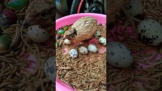 Burung Puyuh Makan Ulat shorts short trending