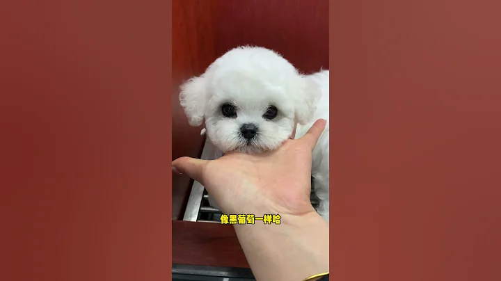 The four new little Bichons are just released. Which one do you like? Bichon Frize, Korean Bichon F - DayDayNews