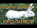 Выбор породы кроликов для домашнего хозяйства (видео 1)