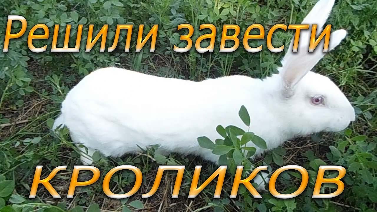 Выбор породы кроликов для домашнего хозяйства (видео 1) - YouTube