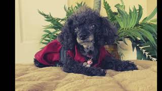 Florida Poodle Rescue