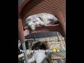 Situation After Iftar 😂 Cats in Full Relax Mood | Lazy Cat Moments #ramadanvibes