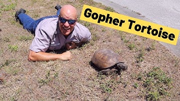 Gopher Tortoise. Burrowing Florida gopher turtle (Gopherus polyphemus)