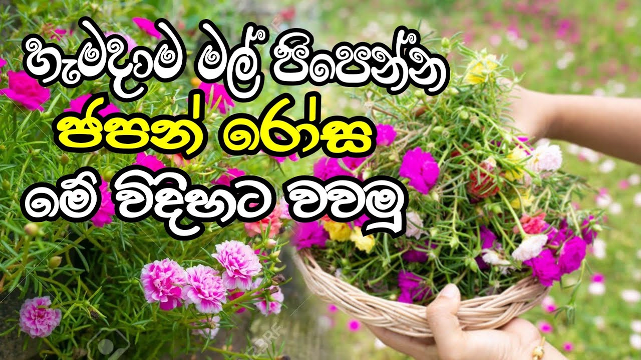 නඩත්තුව අඩුවෙන් පහසුවෙන් ජපන් රෝස ඉවතලන බදුනක වවමු | How to grow japan rose | ගොවි ගෙදර govi gedara