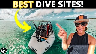 Bonaire EAST COAST Diving! See the BIG stuff! 🐟🐢🦈
