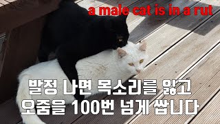 Cat in estrus, loses voice and pees more than 100 times by 펜션 고양이랑 15,536 views 1 year ago 5 minutes, 50 seconds