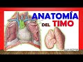🥇 Anatomía del TIMO. ¡Fácil Explicación!