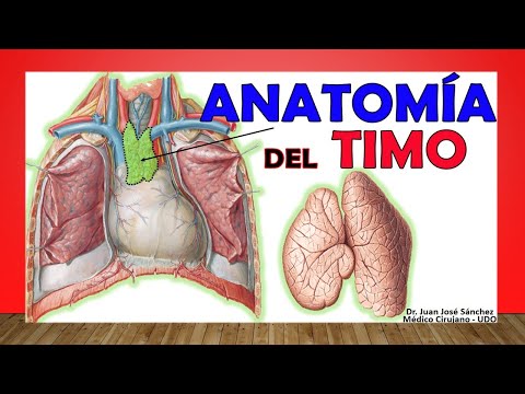 🥇 Anatomía del TIMO. ¡Fácil Explicación!