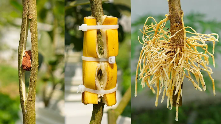 Effect of banana on lemon tree propagation - New technique