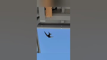 Mauersegleranflüge- "Anhänger" an Nistkasten