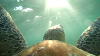 The Turtle Cam Project
