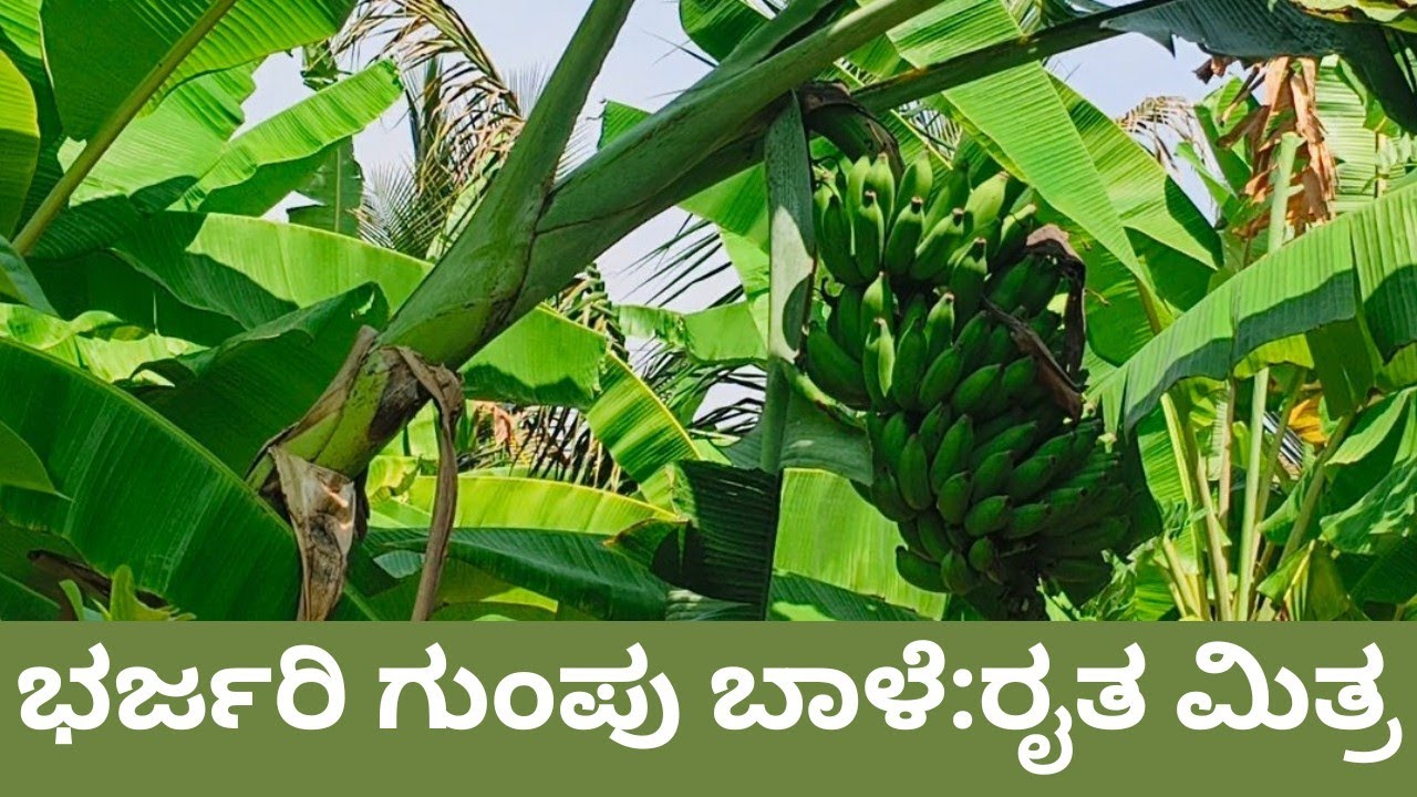 ರೖತನಿಗೆ ವರದಾನ ಈ ಗುಂಪು ಬಾಳೆ ಪದ್ದತಿ @Alemarimanasumotivation