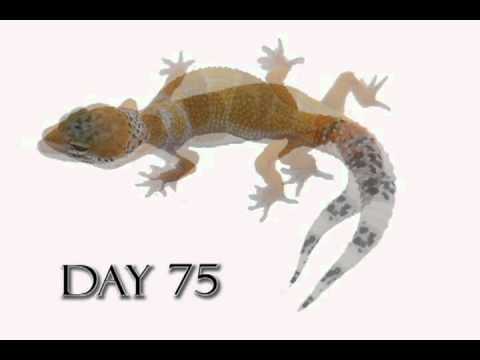 Leopard Gecko Growth Video (Time Lapse) Morph Cremesicle - YouTube