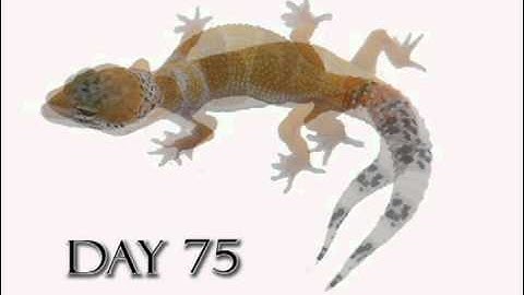 Leopard Gecko Growth Video (Time Lapse) Morph Cremesicle