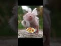 How animal look without hairs