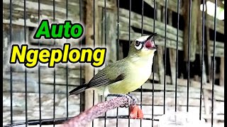 Pleci Dakun Banyuwangi Ngeplong Cocok Untuk Pancingan Pleci Bahan
