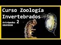 Miriópodos, Crustáceos y Hexápodos No insectos | Artrópodos 2