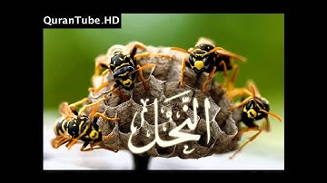 محمد عبدالحكيم | 016 : سورة النحل | الدوري عن الكسائي