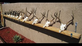 HOW TO CLEAN A DEER  SKULL EASY PROFESSIONAL METHOD