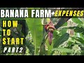 Paano magtanim ng lakatan na saging + magkano ang gastos? Banana Tissue Plant + OFW Banana Farm P2