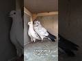 Persian beautiful Highflyer pigeons pair #pigeon #kabootar #kabootarba #pigeonlover #kabutar