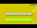 CHLAMYDOMONAS - HOW TO PRONOUNCE IT!?