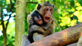 She Stole the Baby! Dramatic Moment a Monkey Kidnaps Another Mother's Infant
