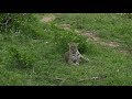 Safari Live :  Hosana Male Leopard and Shadow Female Leopard on drive with Tristan Dec 10, 2017