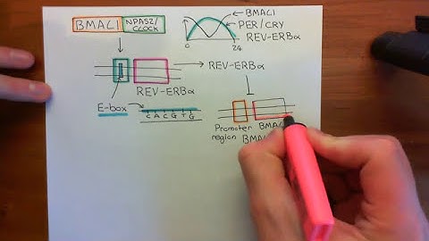 Circadian Rhythms Part 3