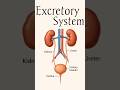 Organs of Excretory System | #excretory_system #urinarysystem