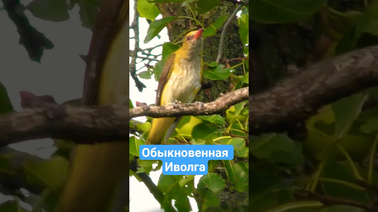 Обыкновенная Иволга. Common Oriole. 