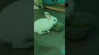 My pet rabbit #subscribe #NatureBoy
