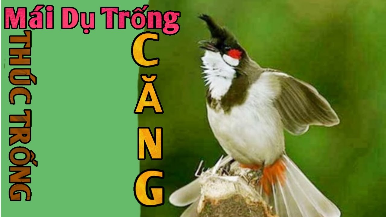 Tiếng CHÀO MÀO MÁI hót gọi trống - giúp trống mau căng ché đều - Bird