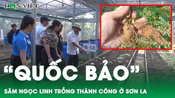 Sơn La trồng thành công “quốc bảo” sâm Ngọc Linh | Báo điện tử Dân Việt