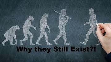 If humans evolved, why do apes still exist?!
